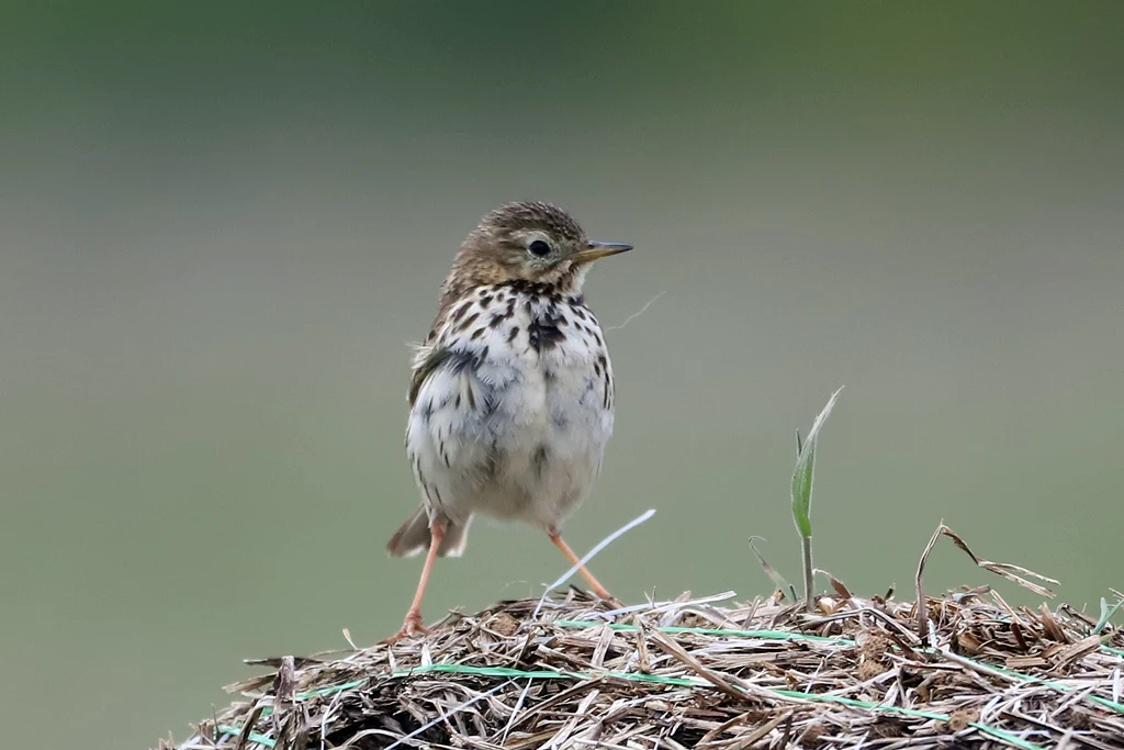 Pipit farlouse