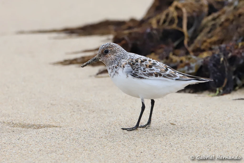 Bécasseau sanderling