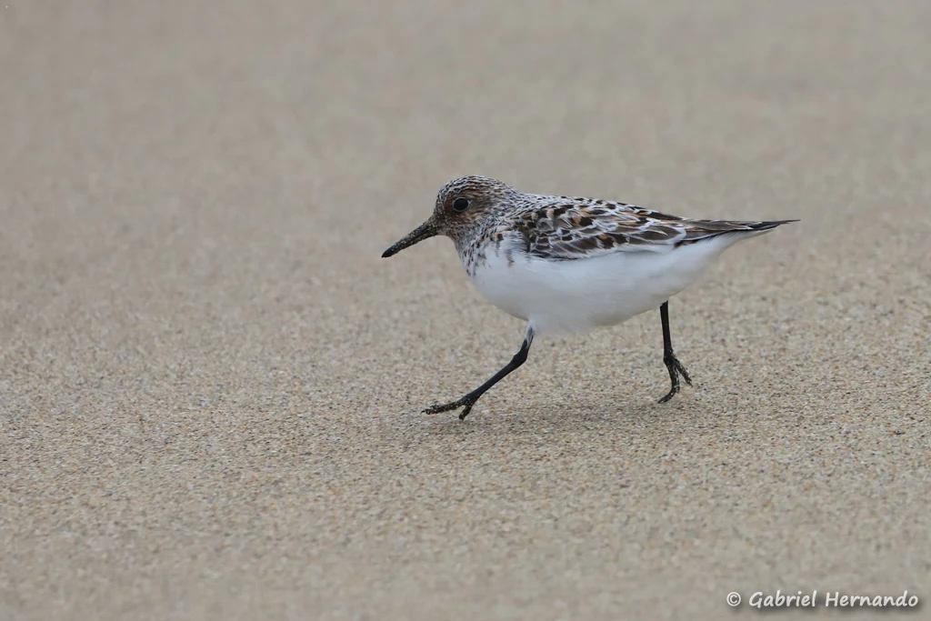 Bécasseau sanderling