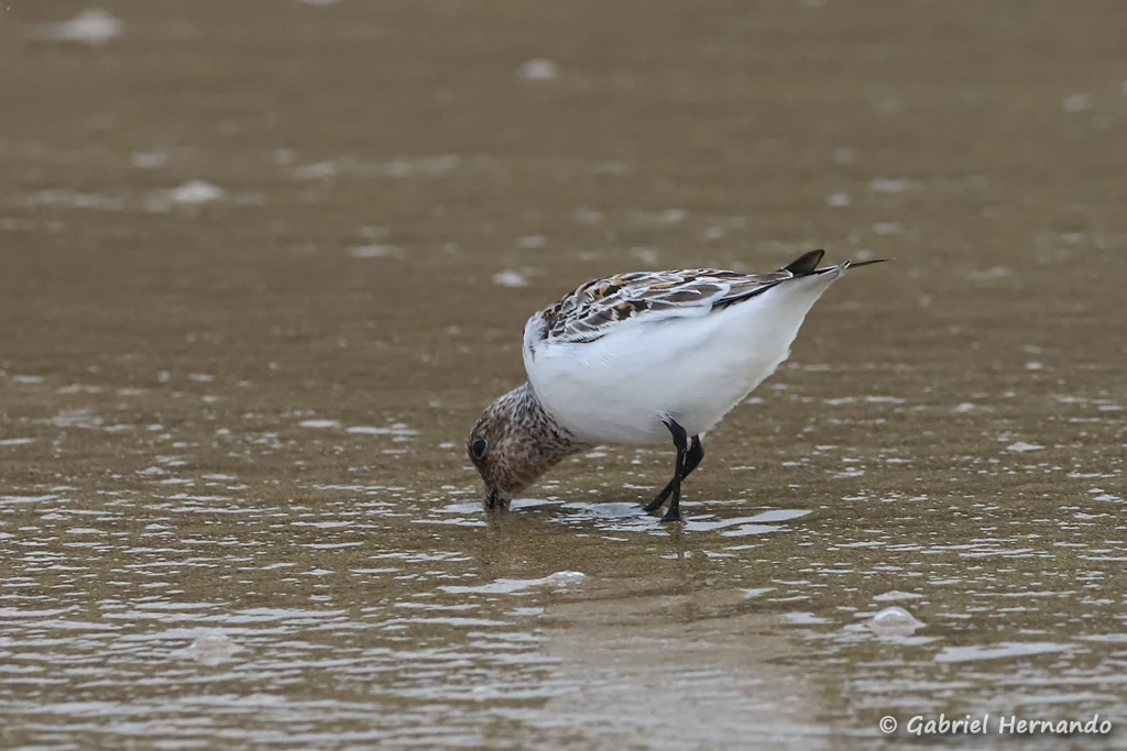Bécasseau sanderling