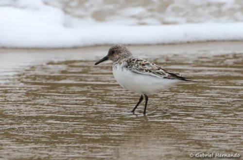 Bécasseau sanderling
