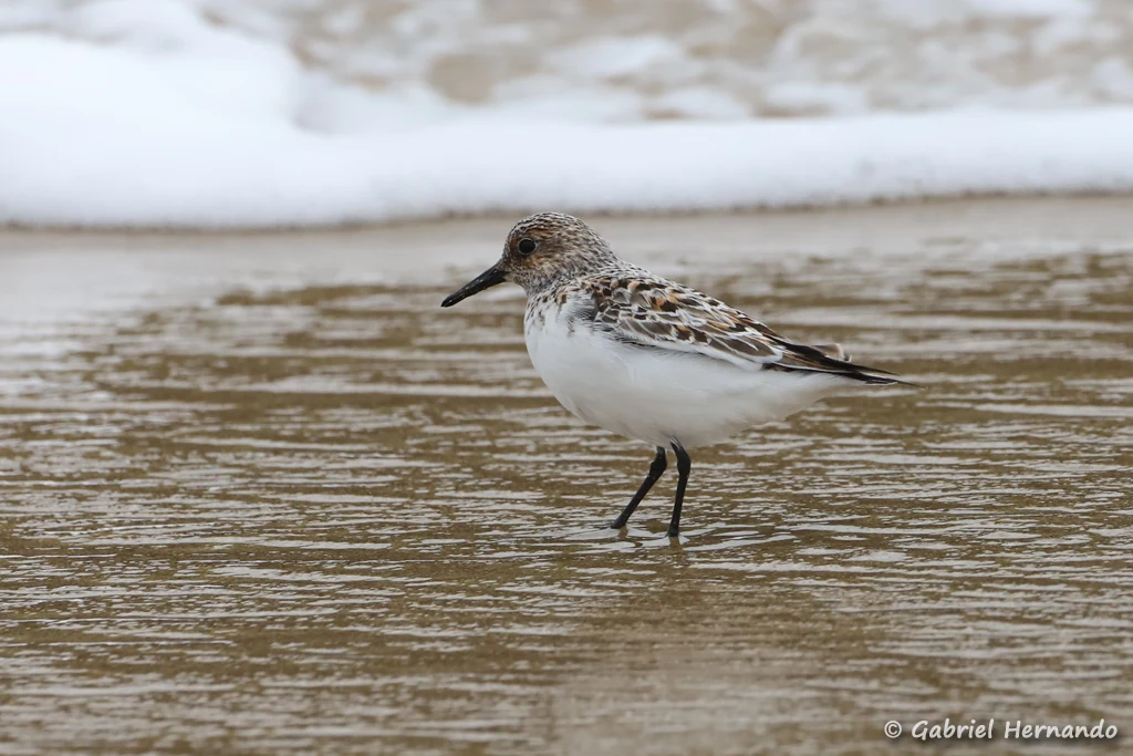 Bécasseau sanderling