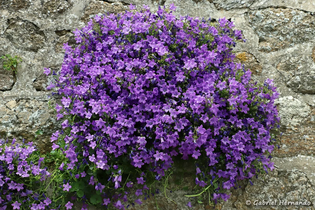 Campanule des murs ou campanule des murailles