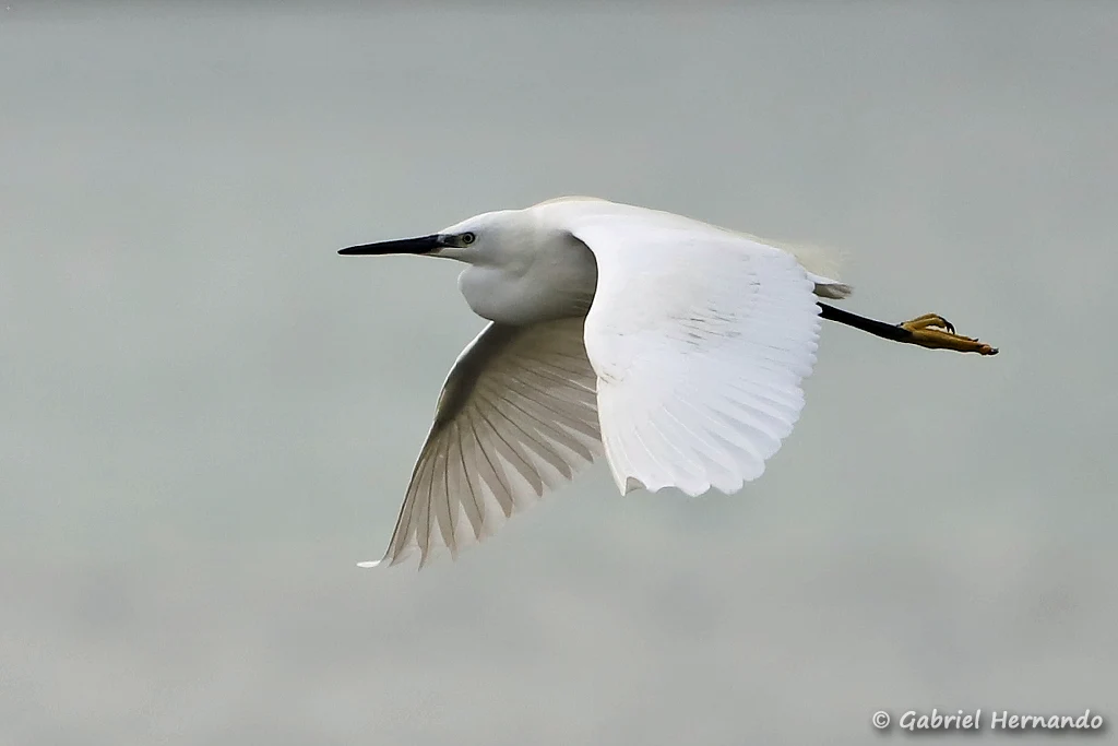 Aigrette garzette en vol
