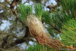 Nid de processionnaire du pin