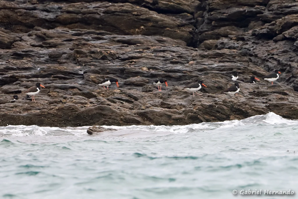 Groupe d'huîtrier pie