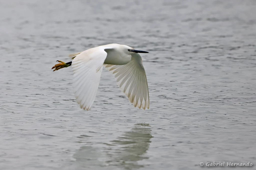 Aigrette garzette en vol