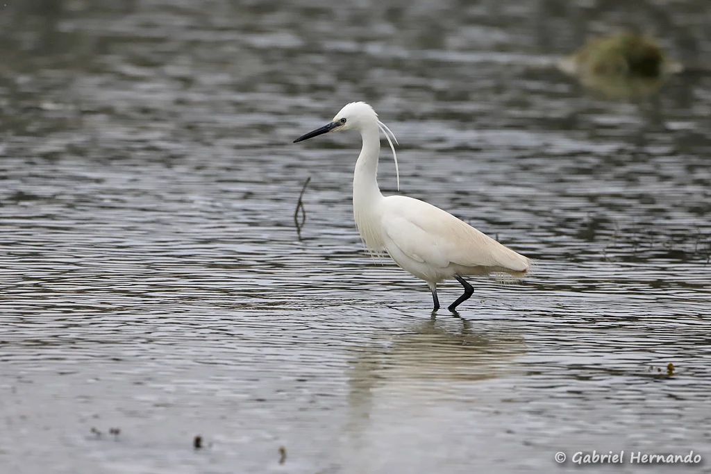 Aigrette garzette