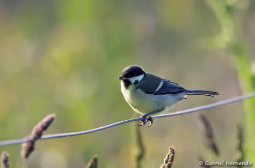 Mésange charbonnièr
