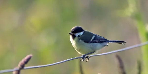 Mésange charbonnièr