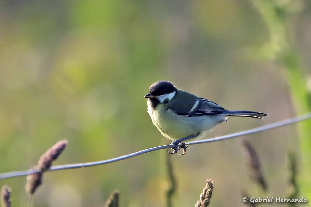 Mésange charbonnièr