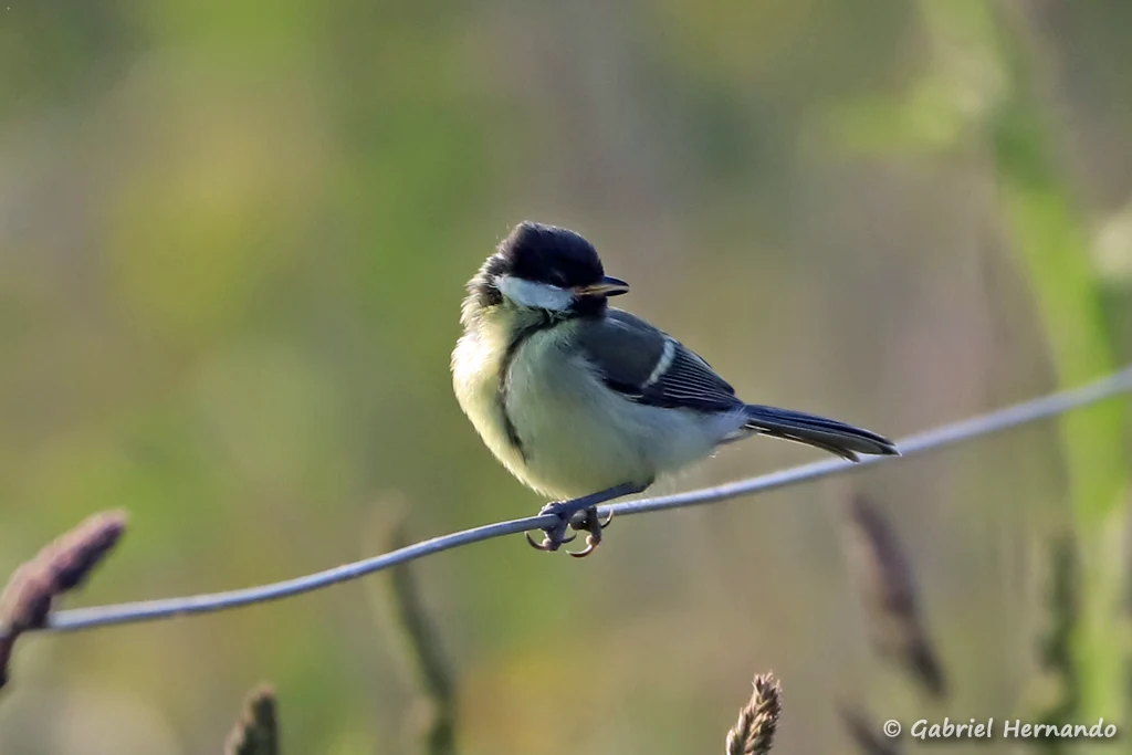 Mésange charbonnière