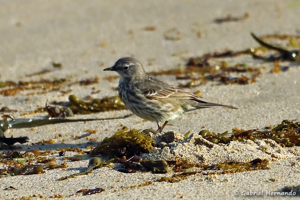 Pipit maritime