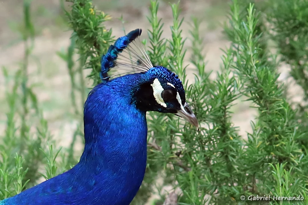 Profil du paon bleu