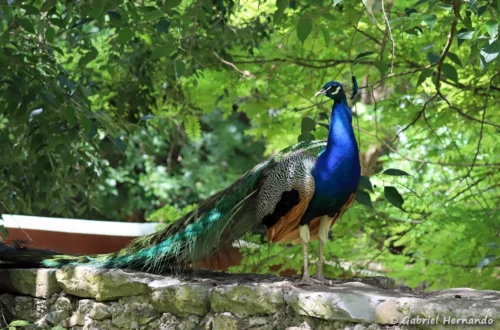 Paon bleu