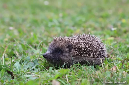 Jeune Hérisson commun