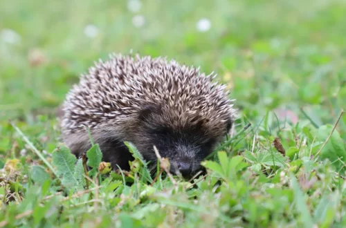 Jeune Hérisson commun