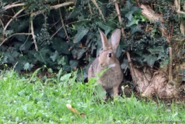 Lapin de garenne, Lapin commun