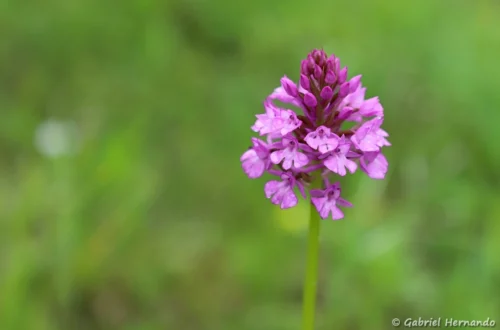 Orchis pyramidal