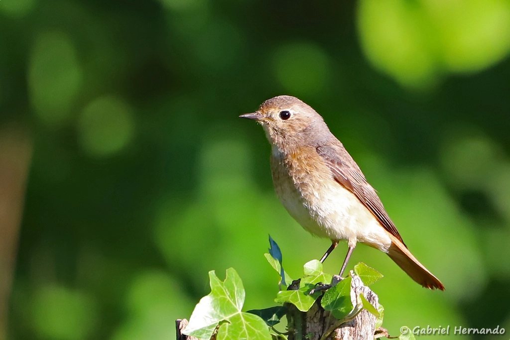 Rougequeue à front blanc femelle - Phoenicurus phoenicurus (Saint-Honoré-les-Bains, mai 2024)
