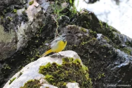 Bergeronnette des ruisseaux