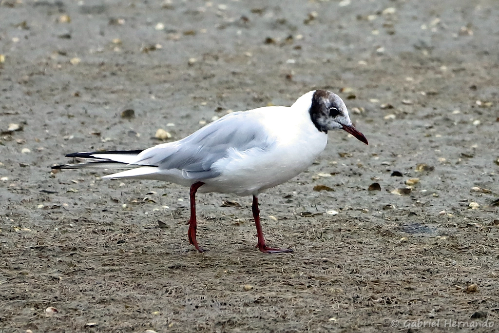 Mouette rieuse