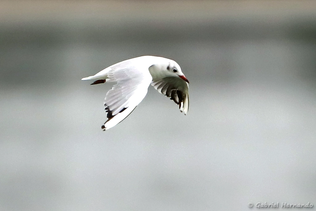 Vol de la mouette rieuse