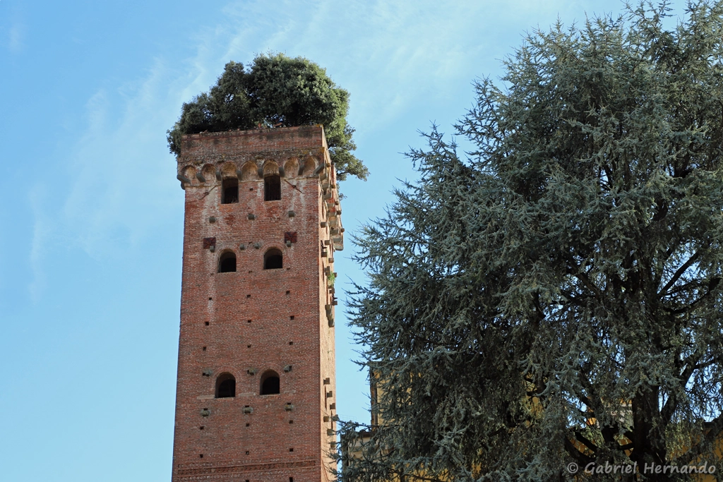 Torre Guinigi, depuis la Via delle Chiavi D'Oro