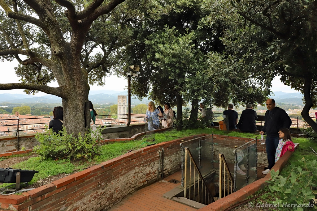 Sommet de la Torre Guinigi, avec son jardin planté de chênes verts