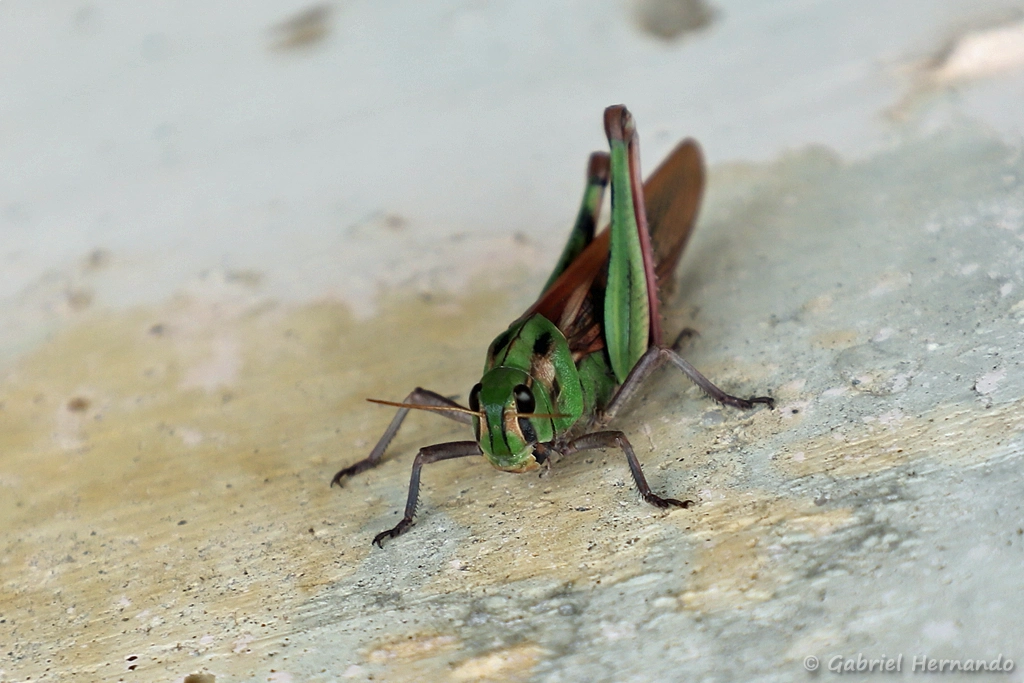 Criquet migrateur