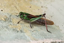 Criquet migrateur