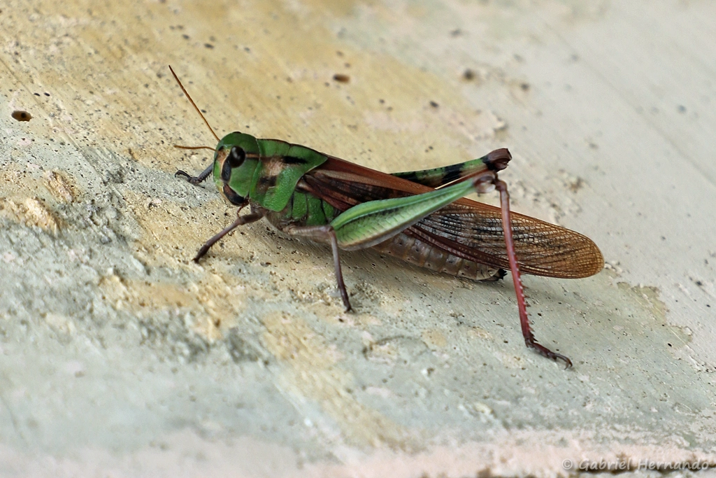 Criquet migrateur
