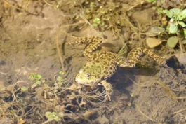 Grenouille verte