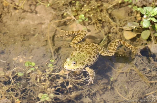 Grenouille verte