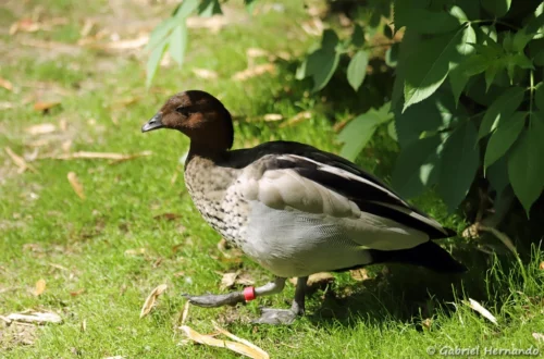 Canard à crinière