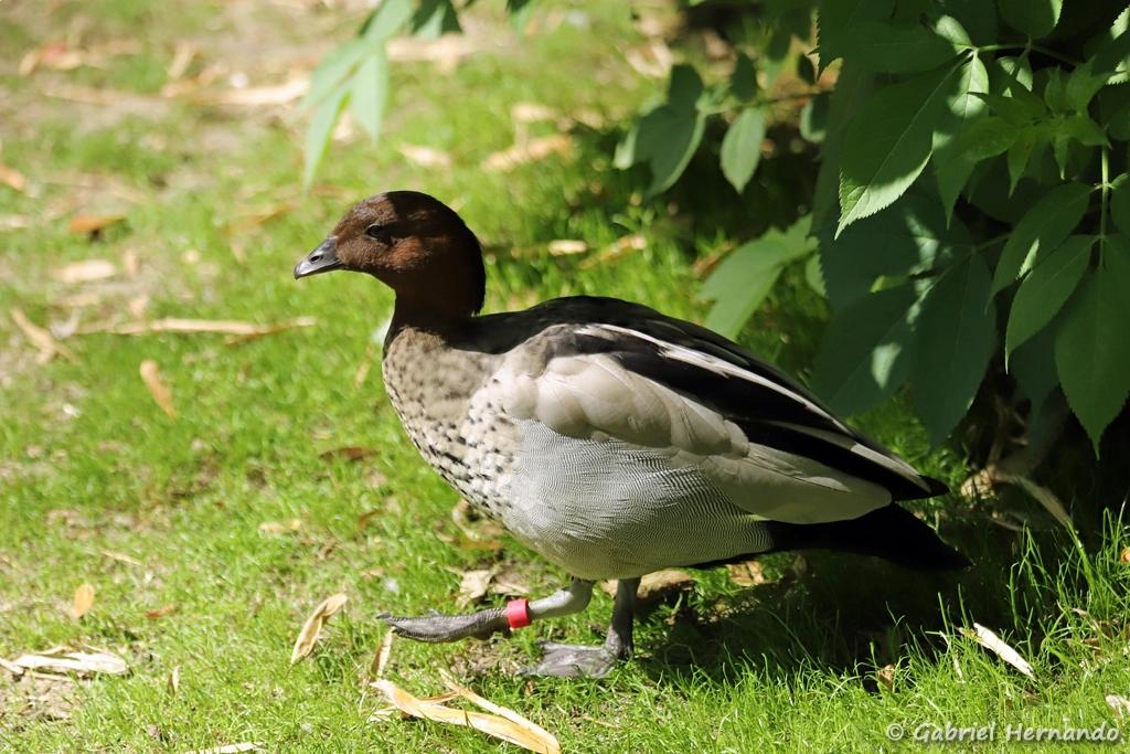 Canard à crinière