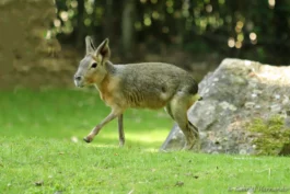 Mara ou lièvre de Patagonie - Dolichotis patagonum (ZooParc de Beauval, mai 2025)