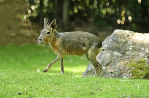 Mara ou lièvre de Patagonie - Dolichotis patagonum (ZooParc de Beauval, mai 2025)