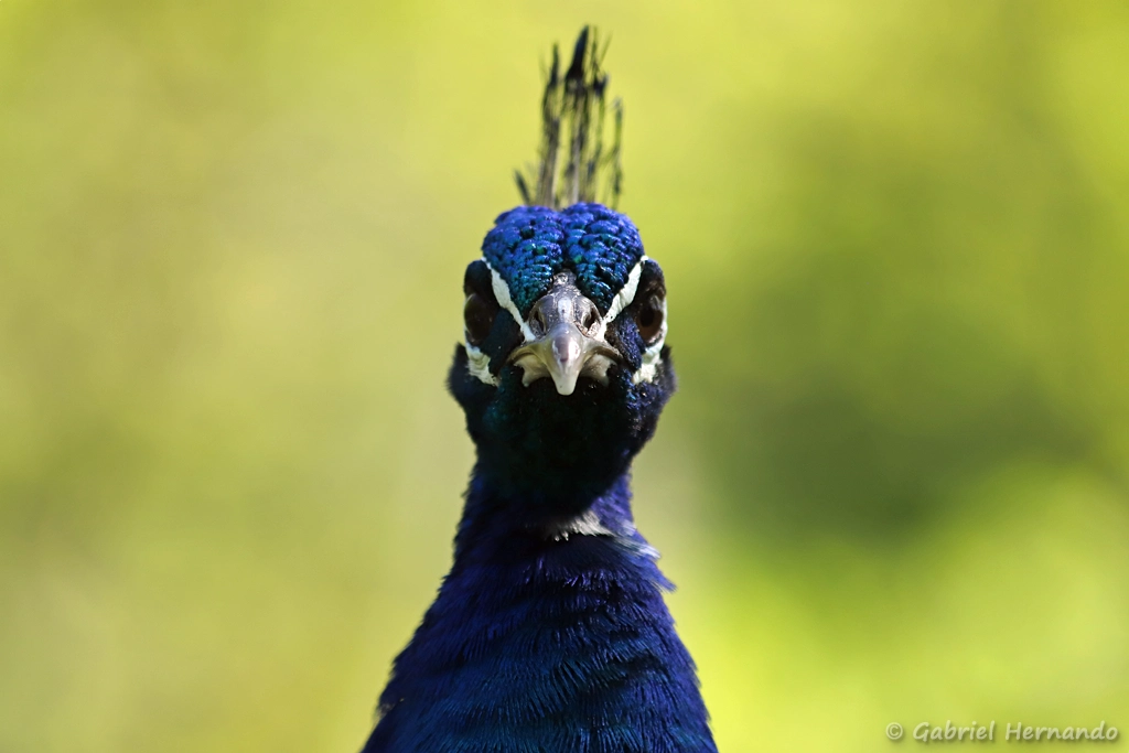 Paon bleu