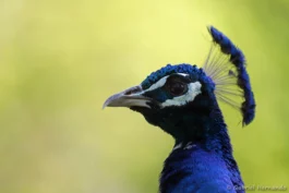 Paon bleu