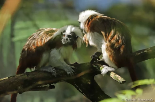 Pinché à crête blanche