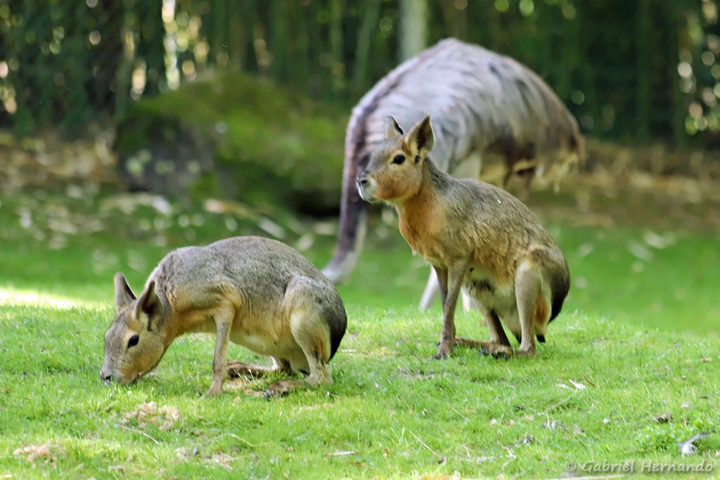 Mara ou lièvre de Patagonie - Dolichotis patagonum (ZooParc de Beauval, mai 2025)