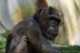 Chimpanzé - Pan troglodytes (ZooParc de Beauval, mai 2025)