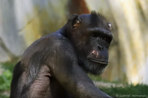 Chimpanzé - Pan troglodytes (ZooParc de Beauval, mai 2025)