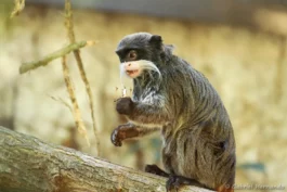 Tamarin empereur barbu
