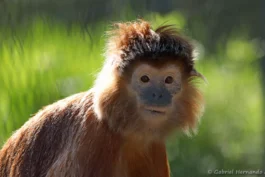 Langur de Java oriental de forme dorée