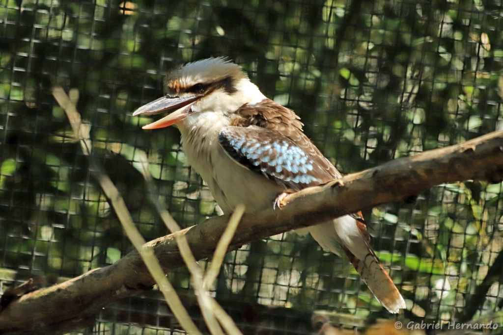Kookaburra ou Martin-chasseur géant