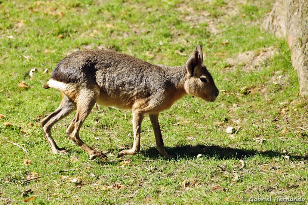 Mara ou lièvre de Patagonie - Dolichotis patagonum (ZooParc de Beauval, mai 2025)