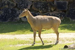 Antilope nilgaut
