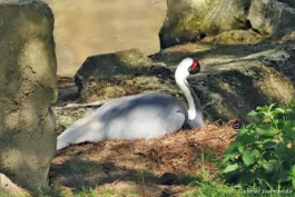 Grue à cou blanc au nid
